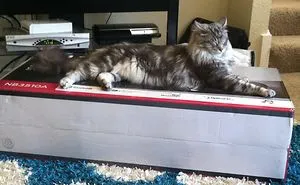 Updated 2025 Guide: Everything You Need to Know About Maine Coon Cats