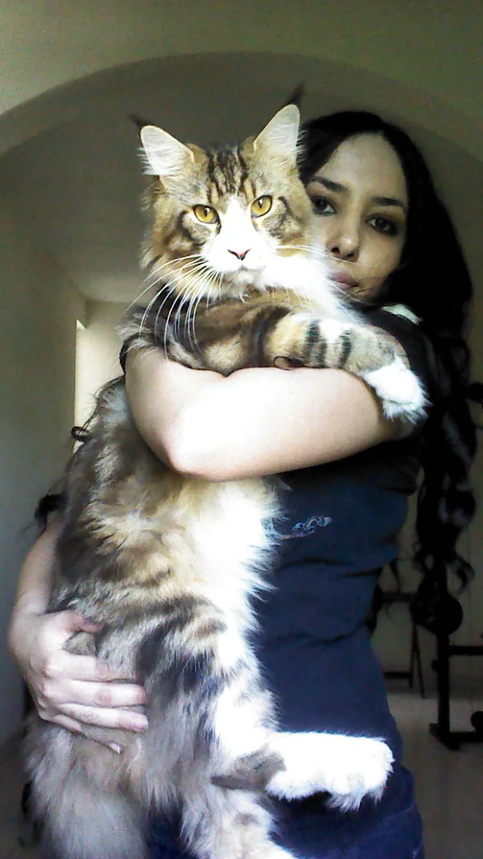 Woman holding a large Maine Coon cat with long fur and striking yellow eyes inside a home.