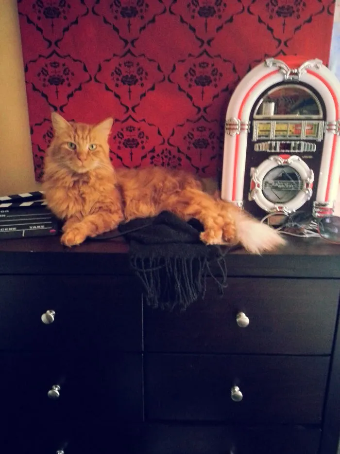 Maine Coon cat with long fur lounging on a dark wooden dresser next to a vintage-style jukebox and a black scarf.