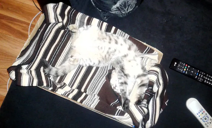 150 Cats Who Immediately Regretted Their Poor Life Choices