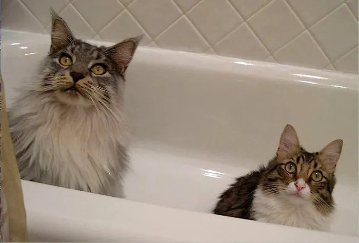 Two Maine Coon cats with fluffy fur sit in a white bathtub, looking up with curious expressions.