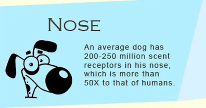 30 Facts About Dogs You Have Probably Never Heard Before