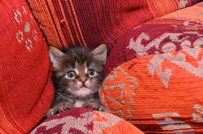 150 Cats Who Immediately Regretted Their Poor Life Choices