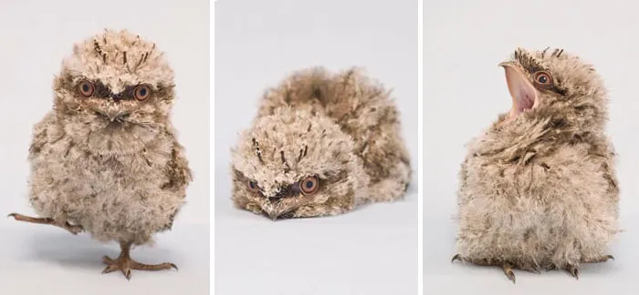 The World's Cutest Owl Look-Alike Is The Tawny Frogmouth (32 Pics)