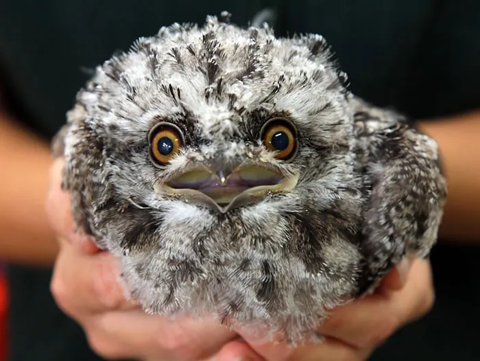 The World's Cutest Owl Look-Alike Is The Tawny Frogmouth (32 Pics)