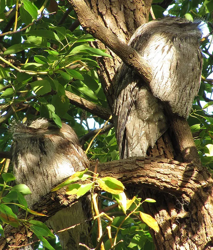 The World's Cutest Owl Look-Alike Is The Tawny Frogmouth (32 Pics)