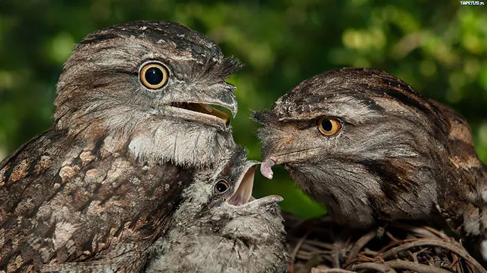 The World's Cutest Owl Look-Alike Is The Tawny Frogmouth (32 Pics)