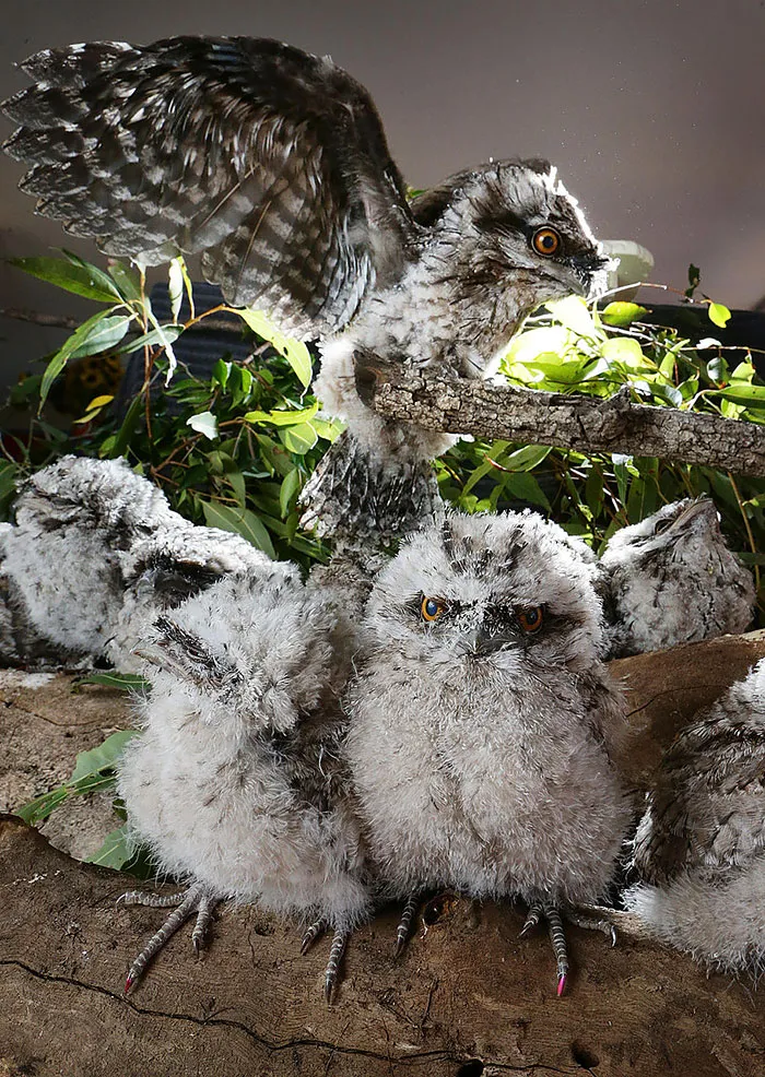 The World's Cutest Owl Look-Alike Is The Tawny Frogmouth (32 Pics)