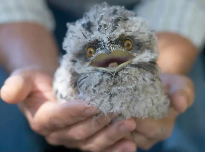 The World's Cutest Owl Look-Alike Is The Tawny Frogmouth (32 Pics)