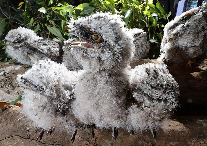 The World's Cutest Owl Look-Alike Is The Tawny Frogmouth (32 Pics)