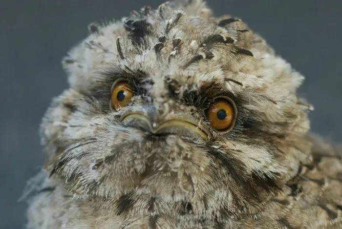 The World's Cutest Owl Look-Alike Is The Tawny Frogmouth (32 Pics)
