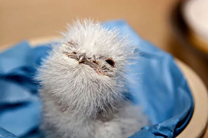 The World's Cutest Owl Look-Alike Is The Tawny Frogmouth (32 Pics)