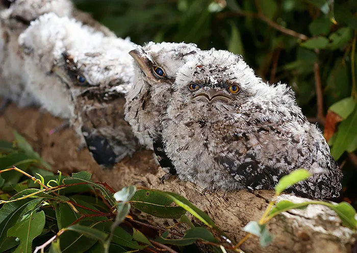 The World's Cutest Owl Look-Alike Is The Tawny Frogmouth (32 Pics)