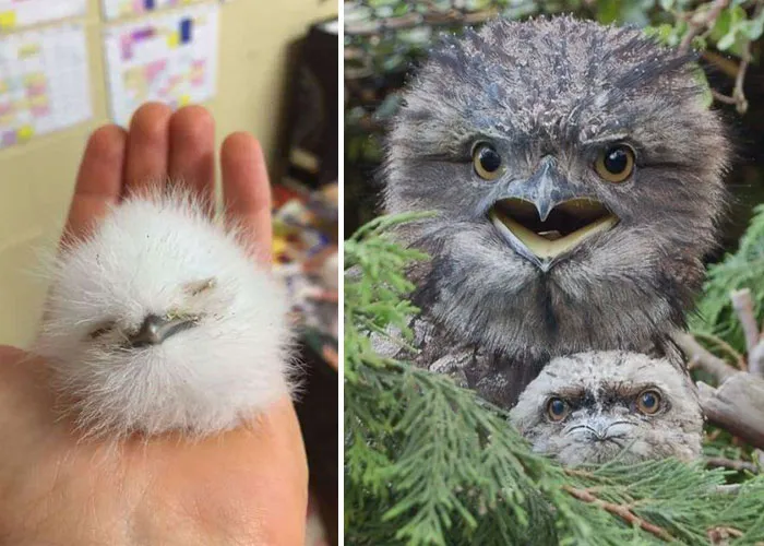 The World's Cutest Owl Look-Alike Is The Tawny Frogmouth (32 Pics)