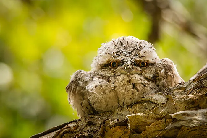 The World's Cutest Owl Look-Alike Is The Tawny Frogmouth (32 Pics)