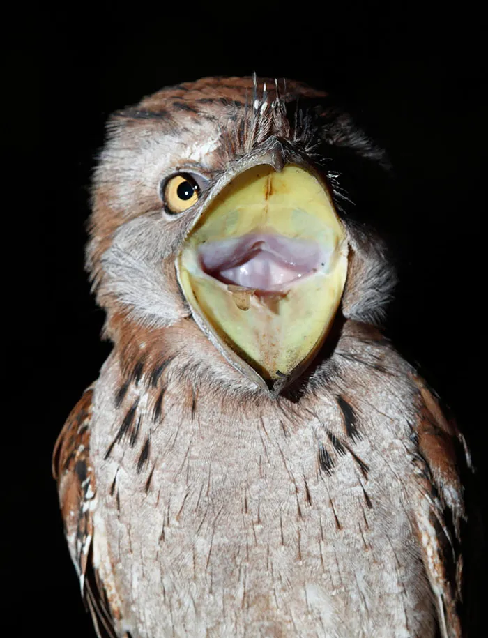 The World's Cutest Owl Look-Alike Is The Tawny Frogmouth (32 Pics)