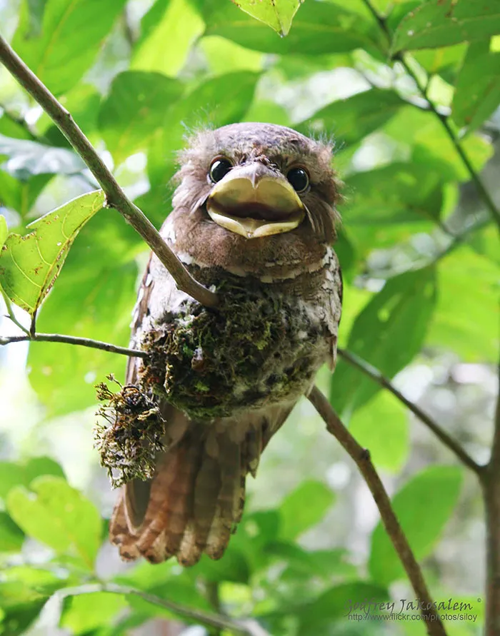 The World's Cutest Owl Look-Alike Is The Tawny Frogmouth (32 Pics)