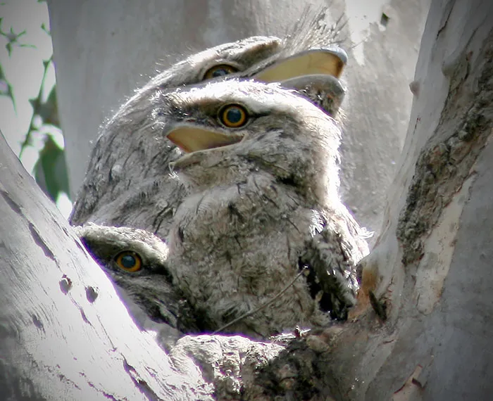 The World's Cutest Owl Look-Alike Is The Tawny Frogmouth (32 Pics)