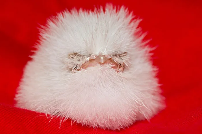 The World's Cutest Owl Look-Alike Is The Tawny Frogmouth (32 Pics)
