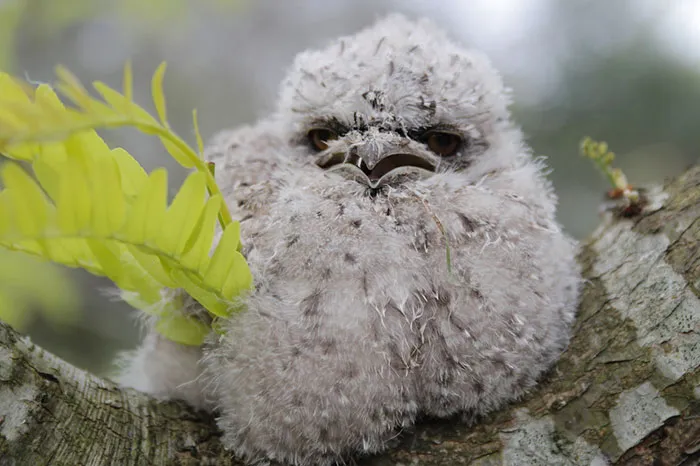 The World's Cutest Owl Look-Alike Is The Tawny Frogmouth (32 Pics)