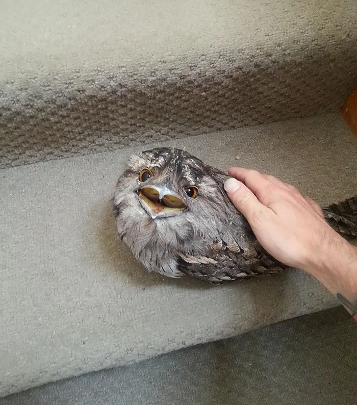 The World's Cutest Owl Look-Alike Is The Tawny Frogmouth (32 Pics)