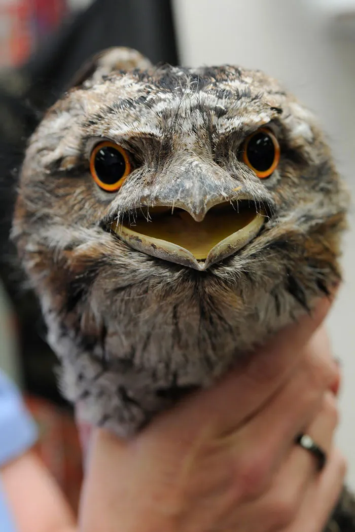 The World's Cutest Owl Look-Alike Is The Tawny Frogmouth (32 Pics)