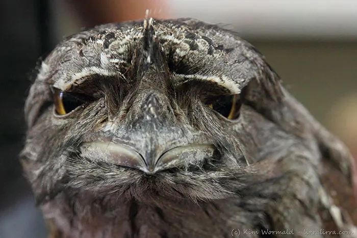 The World's Cutest Owl Look-Alike Is The Tawny Frogmouth (32 Pics)