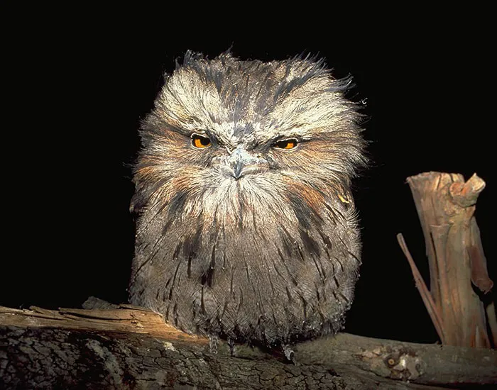 The World's Cutest Owl Look-Alike Is The Tawny Frogmouth (32 Pics)