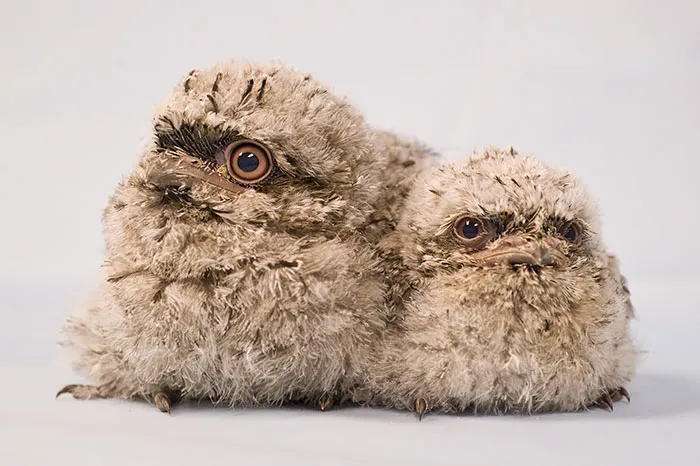 The World's Cutest Owl Look-Alike Is The Tawny Frogmouth (32 Pics)