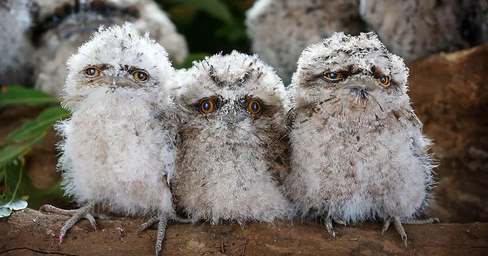 The World's Cutest Owl Look-Alike Is The Tawny Frogmouth (32 Pics)