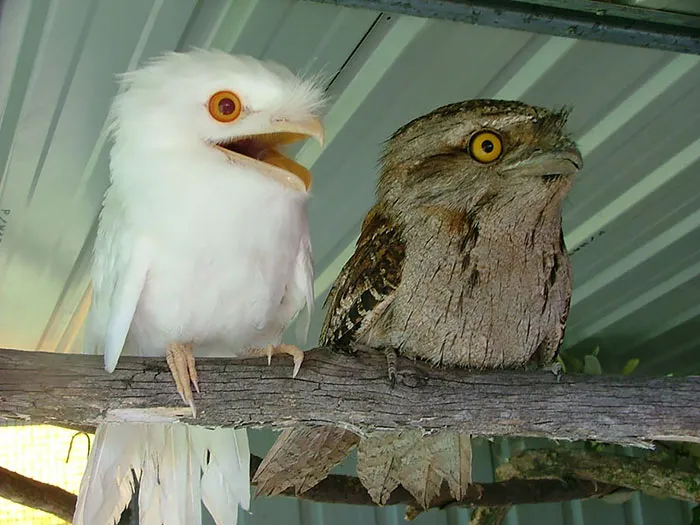 The World's Cutest Owl Look-Alike Is The Tawny Frogmouth (32 Pics)