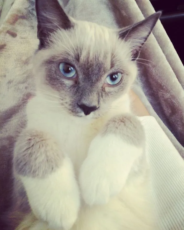 The Cutest Rescue Kitten, Charlie!