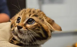 21 Rare Wild Cat Species You Probably Didn't Know Exist