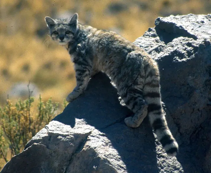 Andean Cat (Leopardus Jacobita)