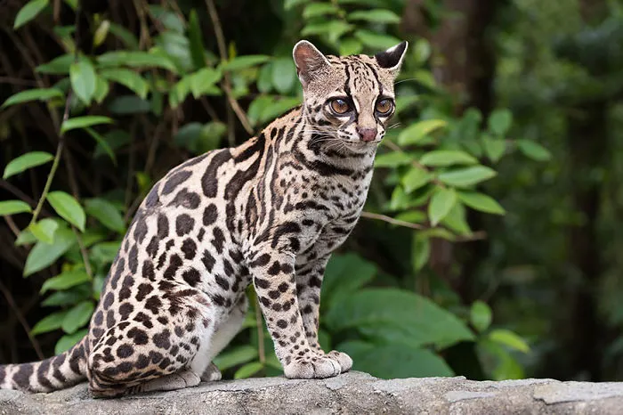 Margay Cat (Leopardus Wiedii)