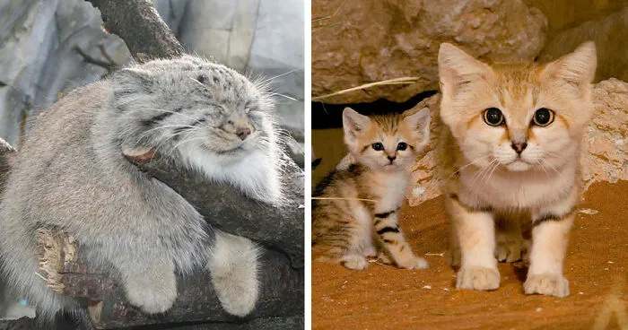 21 Rare Wild Cat Species You Probably Didn't Know Exist