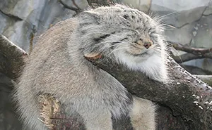 21 Rare Wild Cat Species You Probably Didn't Know Exist