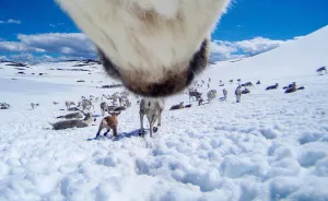 What Happens When You Give A Reindeer A Camera