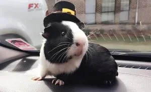 When A Guinea Pig Is Way More Photogenic Than Its Owner