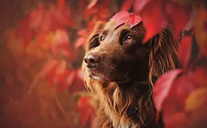 Photographer Captures Soulful Portraits Of Man's Best Friend