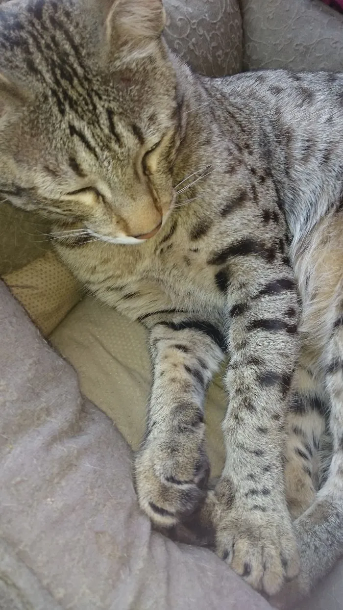 Cat with a slightly swollen paw resting on a cushion, recovering from a bee or wasp sting.