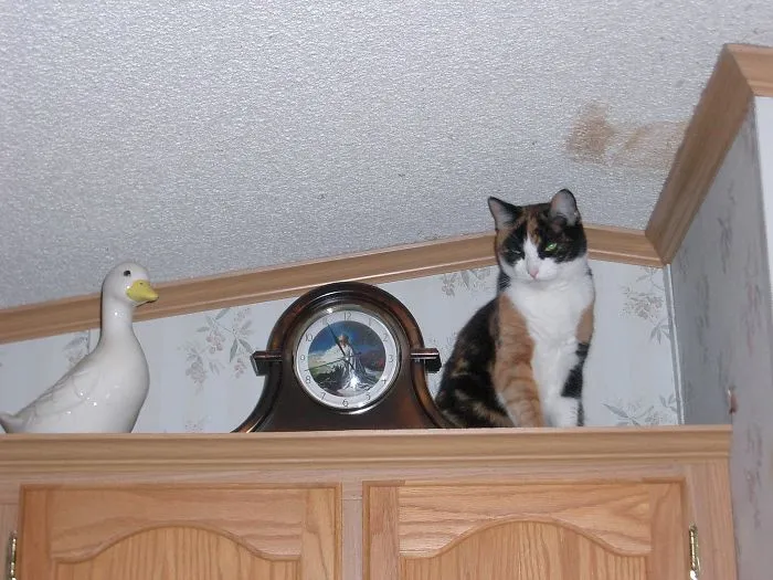 150 Cats Who Immediately Regretted Their Poor Life Choices