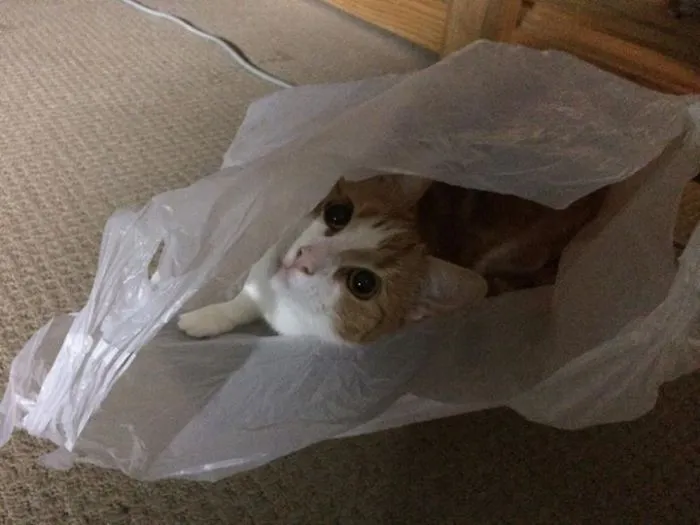 150 Cats Who Immediately Regretted Their Poor Life Choices