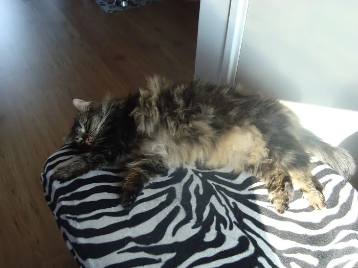 Fluffy Maine Coon cat stretched out and resting on a black and white zebra-patterned cushion in sunlight.