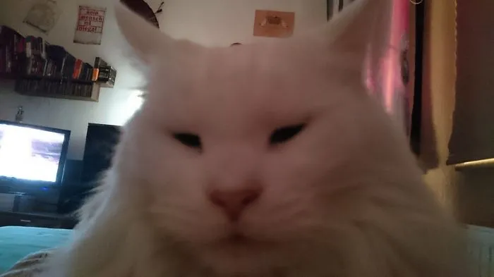 Close-up of a fluffy white Maine Coon cat resting indoors, showcasing its soft fur and gentle expression.