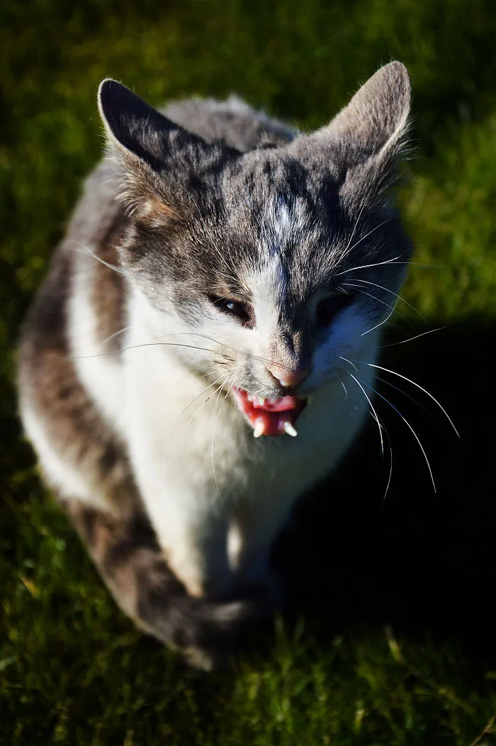 150 Cats Who Immediately Regretted Their Poor Life Choices