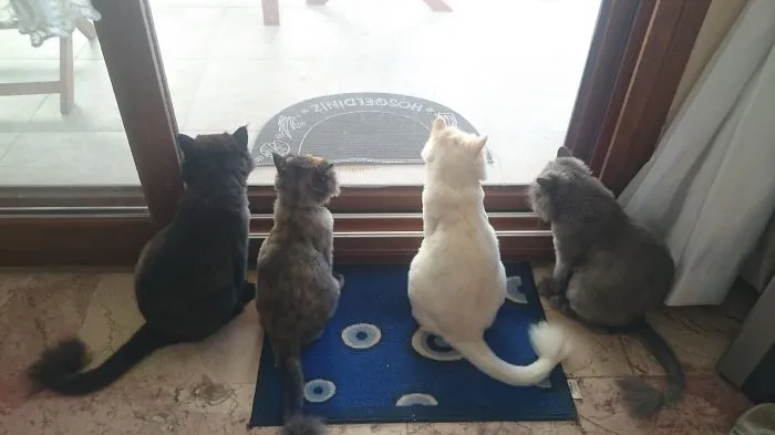 150 Cats Who Immediately Regretted Their Poor Life Choices