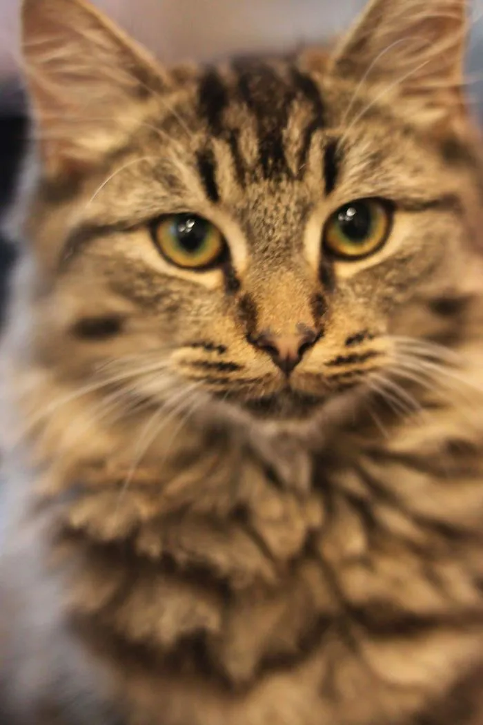 Close-up of a Maine Coon cat with soft fur and striking eyes, showcasing its gentle giant character traits.