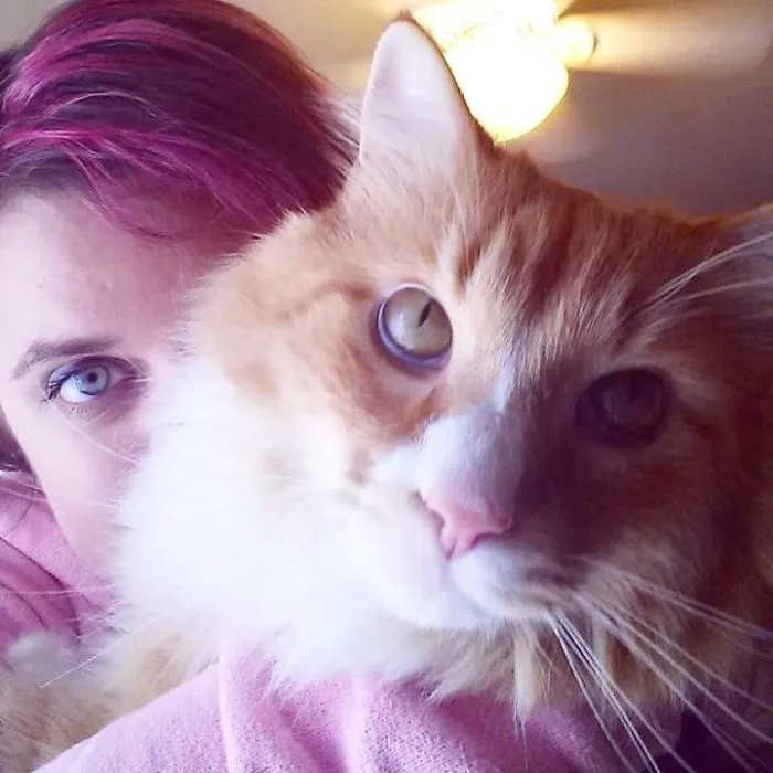 Close-up of a large Maine Coon cat with soft fur, sitting next to a person with bright eyes indoors.