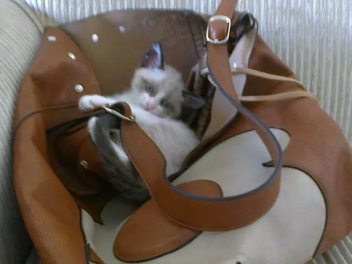 150 Cats Who Immediately Regretted Their Poor Life Choices